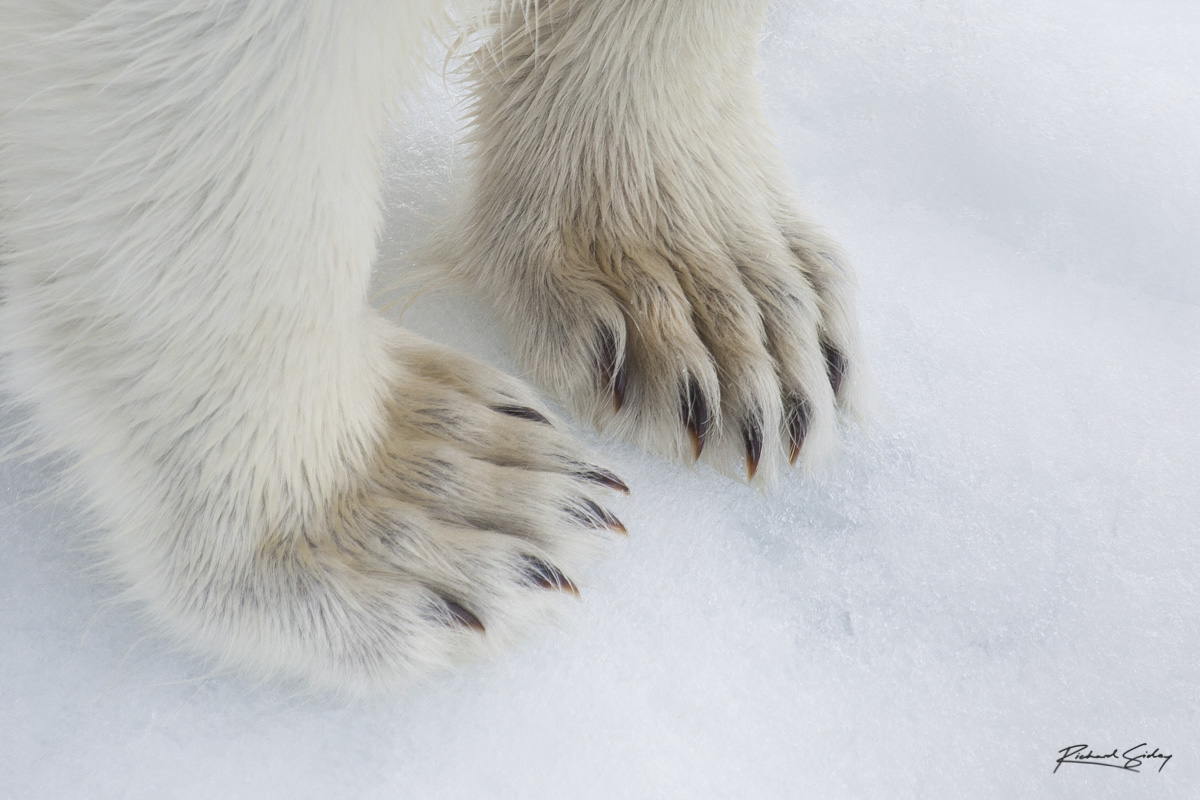 Svalbard - Richard Sidey