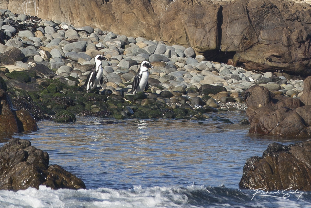 African Penguins