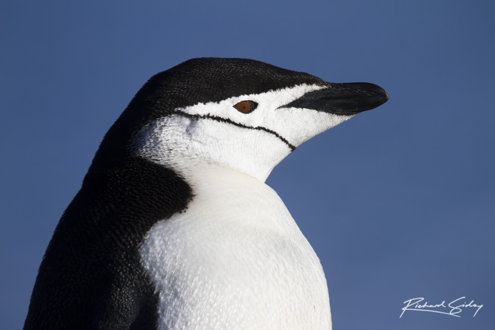 Chinstrap Penguin