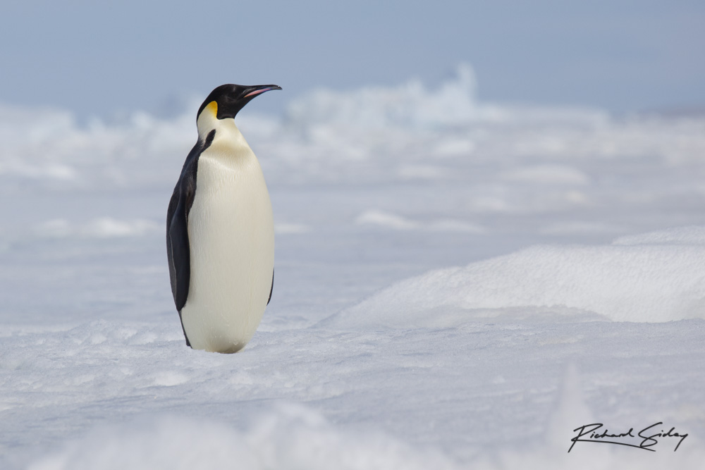 Emperor Penguin