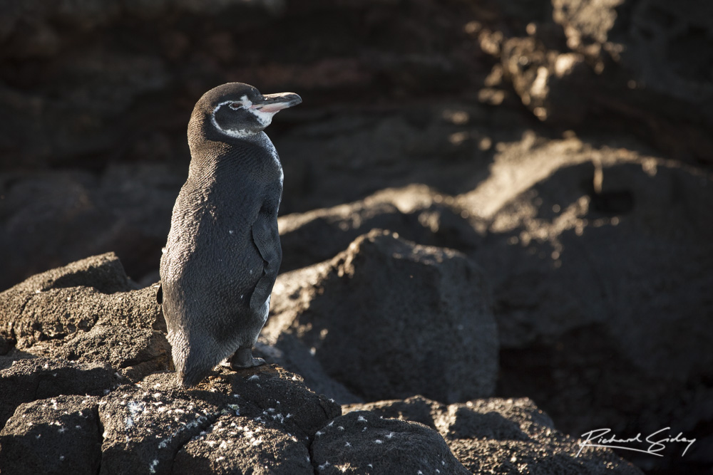 Galapagos Penguin