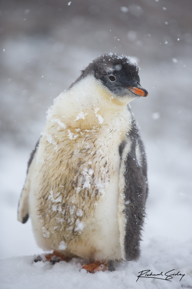 Gentoo Penguin chick amongst snowflakes, Antarctica