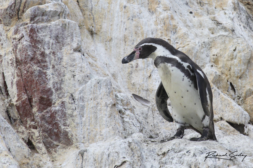 Humboldt Penguin