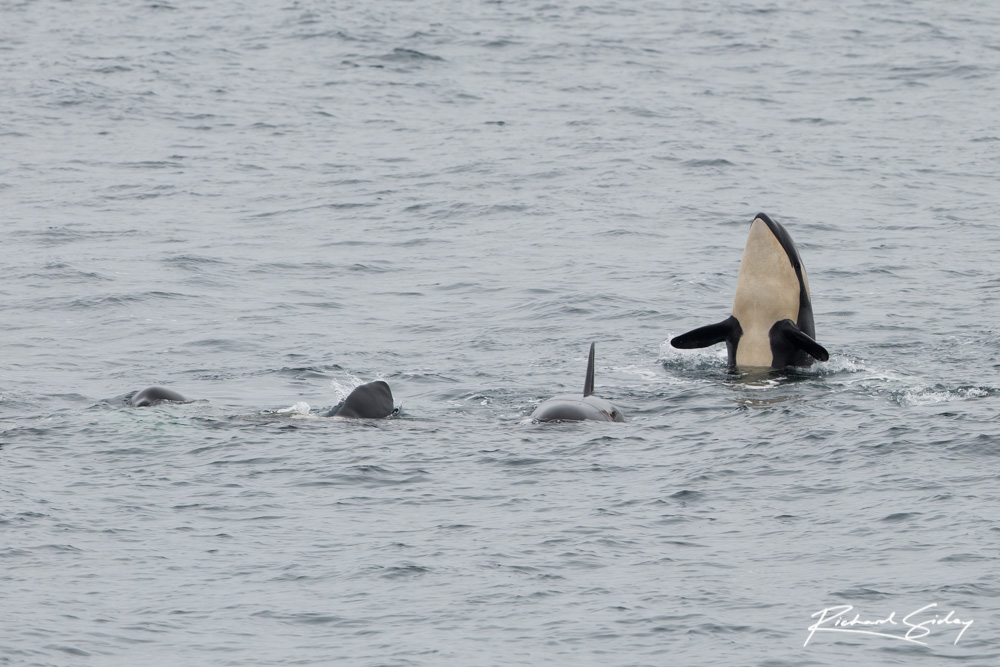 A pod of around 20-30 killer whales spy-hopping and tail flapping.