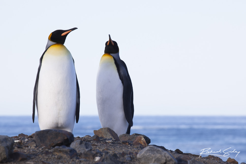 St Andrew's Bay, South Georgia