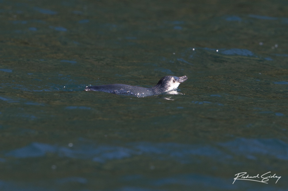 Little Blue Penguin