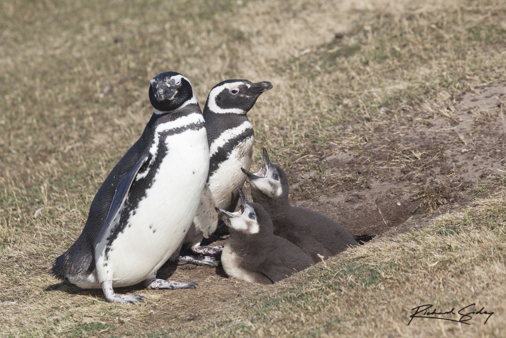 Magellanic Penguins, Saunders Island